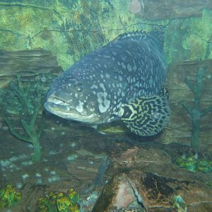 Queensland Grouper