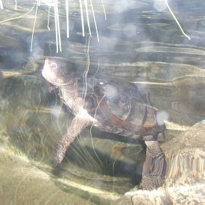 Musk Turtle