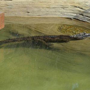 False Gharial