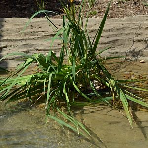 New Pool Vegetation