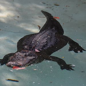 American Alligator
