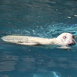 Grey Seal