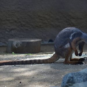 Yellow-footed Rock Wallaby