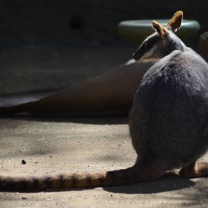 Yellow-footed Rock Wallaby