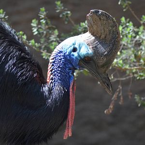 Double-wattled Cassowary
