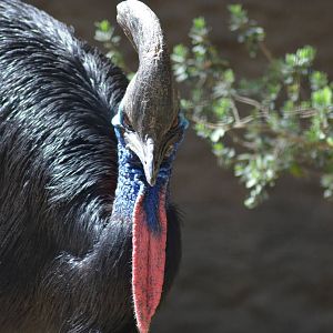 Double-wattled Cassowary