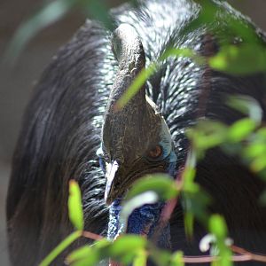 Double-wattled Cassowary
