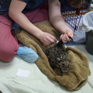 Clouded Leopard Cub - First Day On Public View