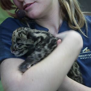 Clouded Leopard Cub - First Day On Public View