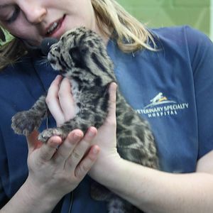 Clouded Leopard Cub - First Day On Public View