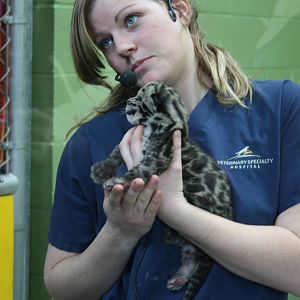 Clouded Leopard Cub - First Day On Public View
