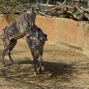 Grevy's Zebras