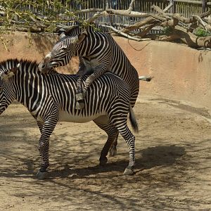 Grevy's Zebras