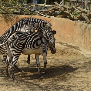 Grevy's Zebras