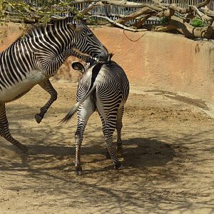 Grevy's Zebras