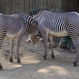 Grevy's Zebras