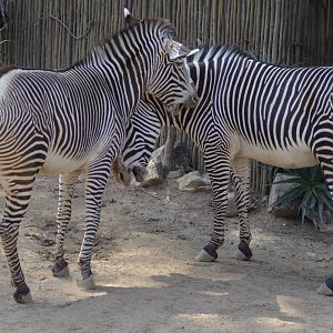 Grevy's Zebras