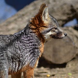 Channel Island Fox