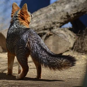 Channel Island Fox