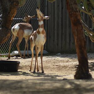 Peninsular Pronghorns
