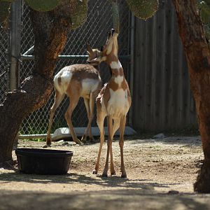 Peninsular Pronghorns