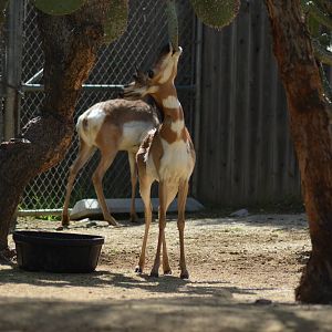 Peninsular Pronghorns