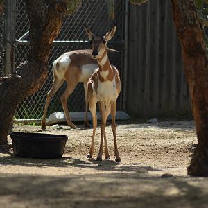 Peninsular Pronghorns