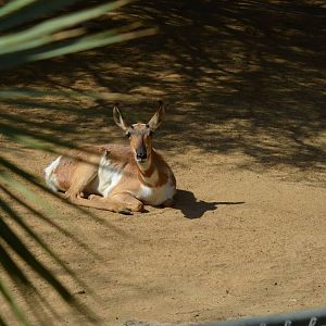 Peninsular Pronghorn