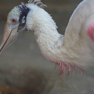 Roseate Spoonbill
