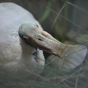 Roseate Spoonbill