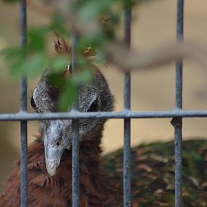 Congo Peafowl