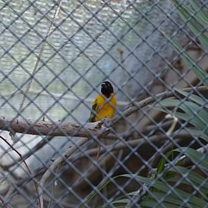 Black-headed Weaver