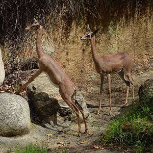 Gerenuks