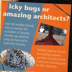 Expedition Tanzania - March 24, 2012