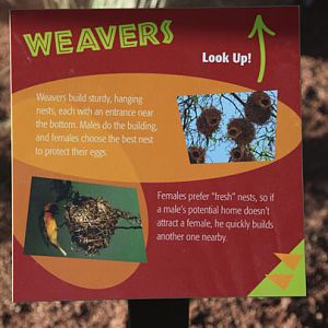 Expedition Tanzania - March 24, 2012