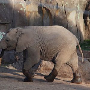 Expedition Tanzania - March 24, 2012