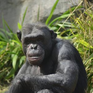 Chimpanzee