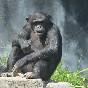 Chimpanzee