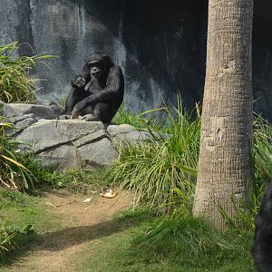 Chimpanzees of the Mahale Mountains