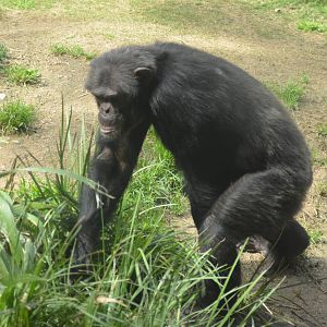 Chimpanzee