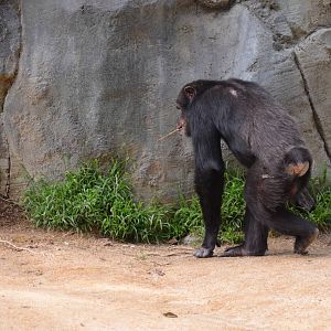 Chimpanzee