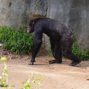 Chimpanzee