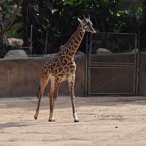 Masai Giraffe