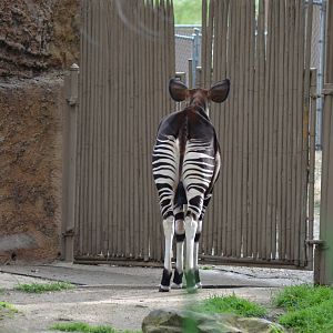 Okapi