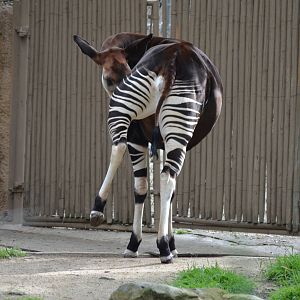 Okapi