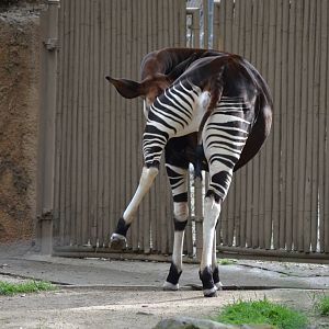 Okapi