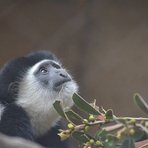 Kikuyu Colobus Monkey
