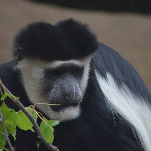 Kikuyu Colobus Monkey