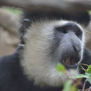 Kikuyu Colobus Monkey
