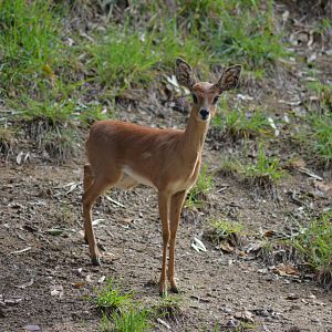 Steenbok